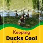 Ducks by the water in the shade.