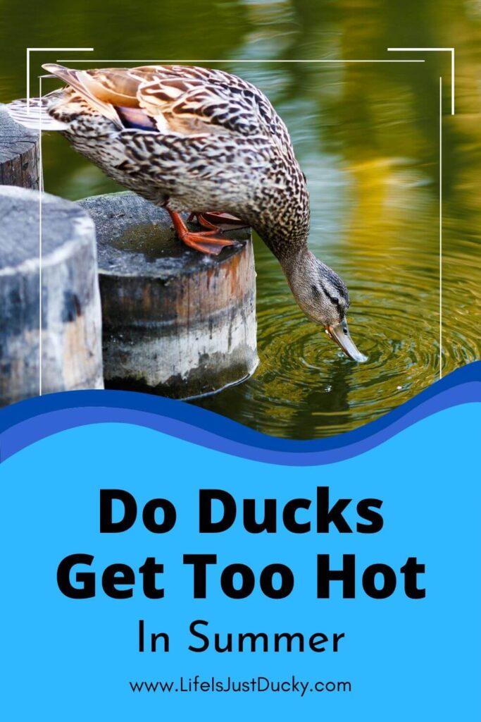 Keeping Ducks Cool in Summer. Duck drinking water.