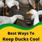 Ducks drinking out of a pan.