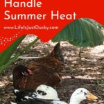 Ducks in the shade.