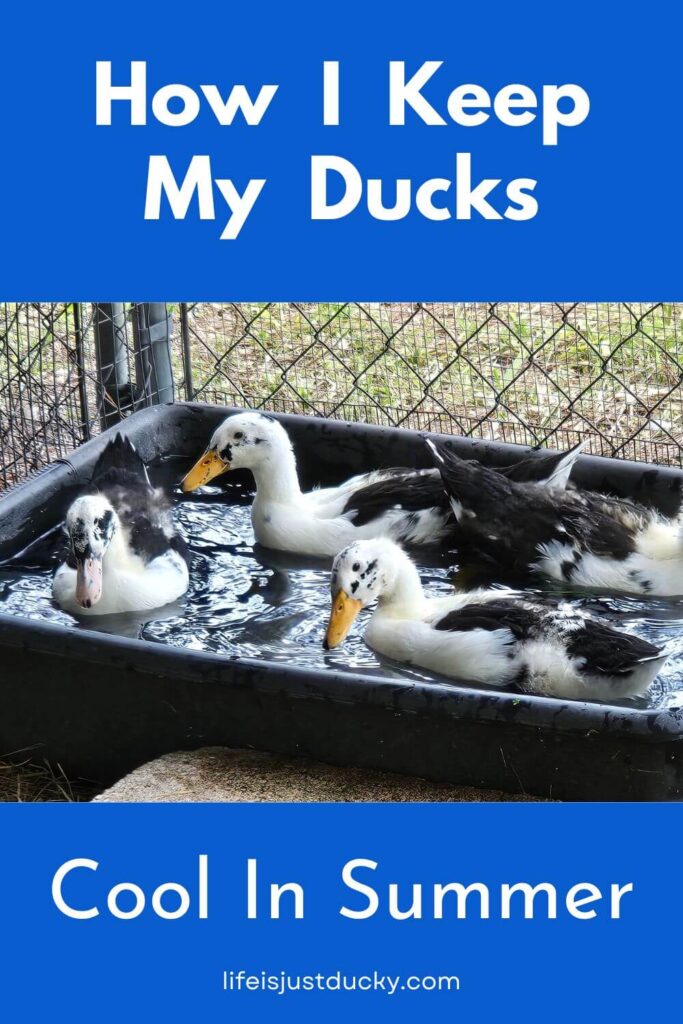 Ducks in a pool.