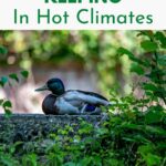 A duck in the shade.