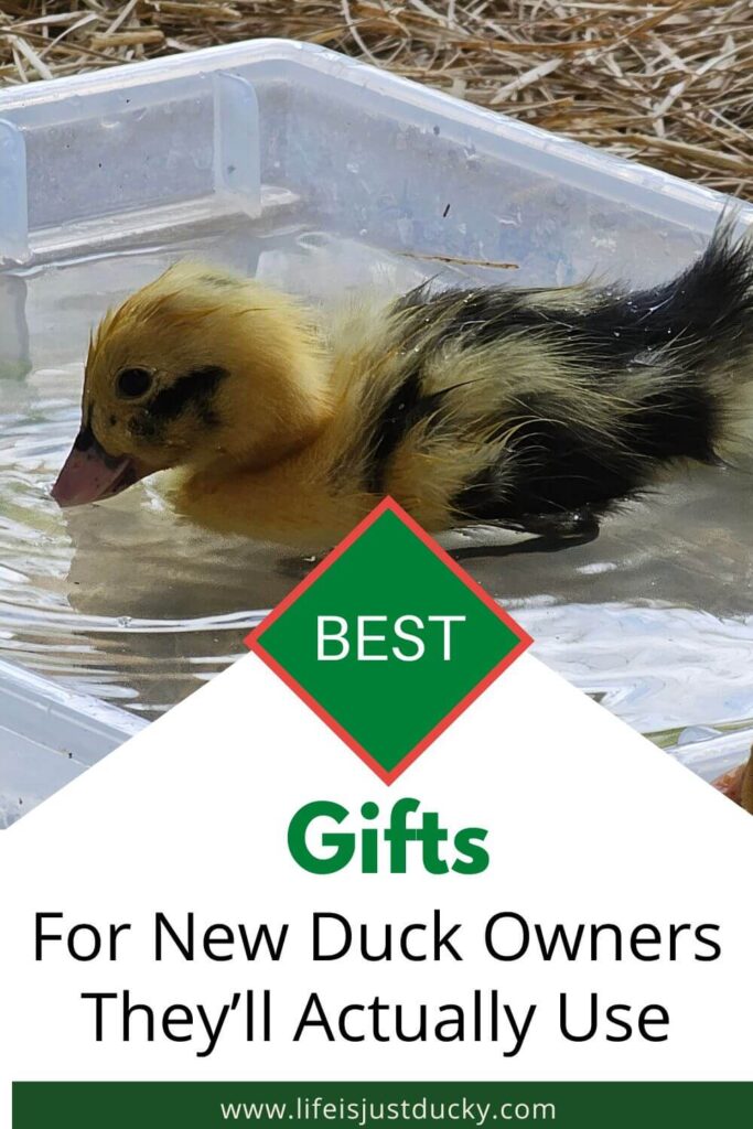 Duckling swimming.