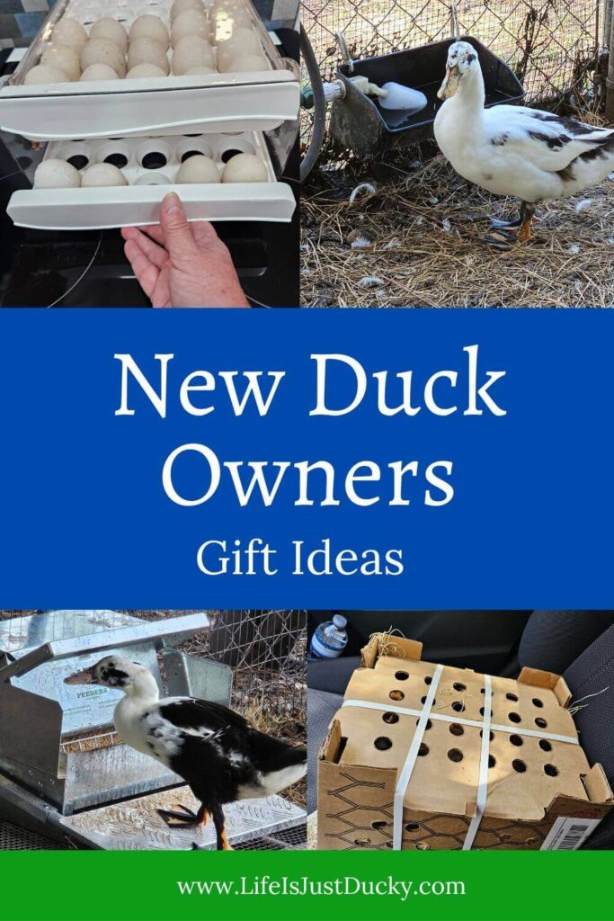 Best gifts for new duck owners.