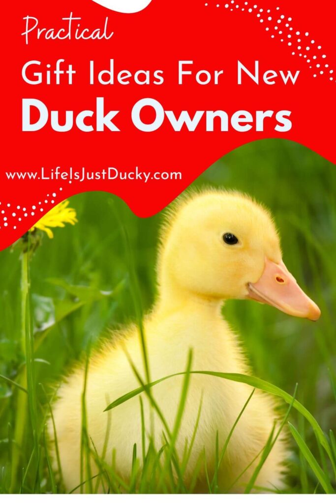 Yellow duckling.