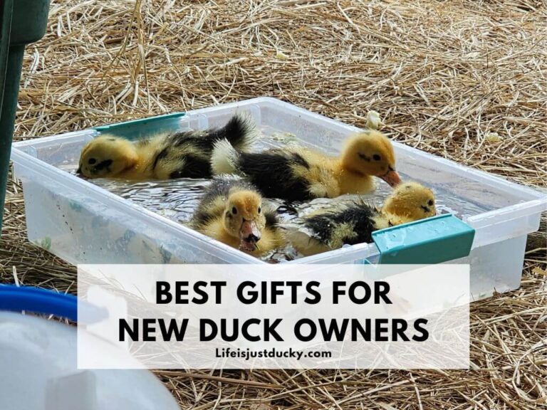 Ducklings swimming - Best Gifts for New Duck Owners.