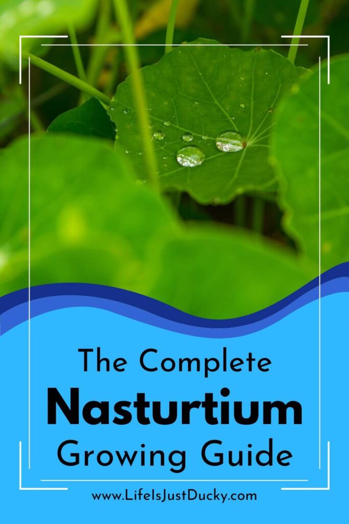 Nasturtium leaves.
