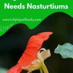 Red nasturtium.