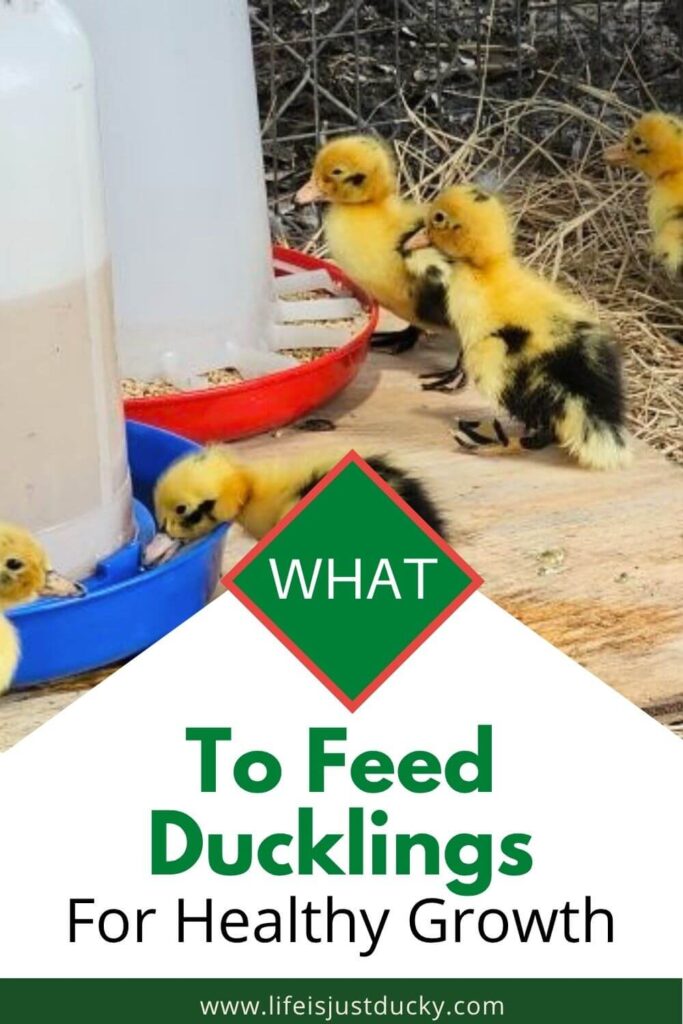 Duckling eating and drinking.