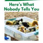 Ducklings in a small pool.