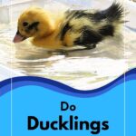 Duckling in the water.