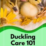 Ducklings in a basket.