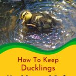 Duckling in a pond.